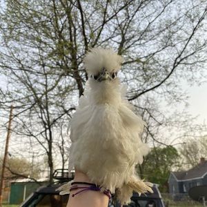 Meet your Posher, Emi